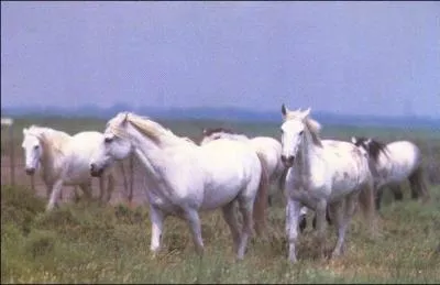 De nos jours,  quoi sert le Camarguais ?