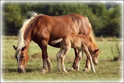 Quel est le lieu de vie des Halflingers ?
