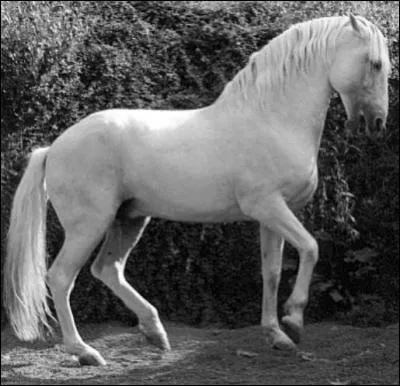 Qui  'cr' la race Andalouse ?