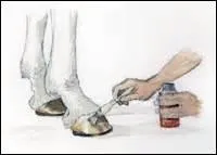 En t, si les sabots du cheval sont secs,  quel moment faut-il les graisser ?