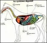 Que faut-il faire si un cheval fait un bouchon oesophagien ?