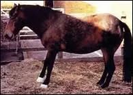 Quelle est la posture caractristique d'un cheval fourbu des antrieurs ?