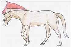 Aprs le travail et la douche, un cheval prsente une boiterie de pied trs intense. Que faut-il faire ?