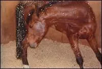 Un cheval montre des signes de trs fortes coliques mais le vtrinaire ne pourra pas venir avant une bonne heure. Que faut-il faire en attendant ?