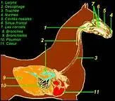 Au bout de combien de temps une toux bien traite permet-elle de reprendre le travail ?