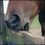 Un cheval qui tique  l'appui a-t-il plus de risques de souffrir de coliques qu'un autre cheval ?