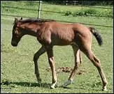 Pour limiter les risques de rhodoccocose chez les poulains, quels poulinages faut-il privilgier ?
