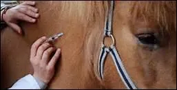 En France, en comptition officielle, la vaccination contre la rage est-elle obligatoire ?