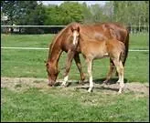 Pour les poulinires, le vaccin contre la rhinopneumonie est ...