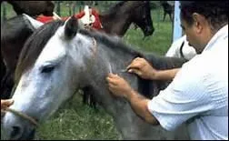 En France, le vaccin contre la maladie du West Nile est ...