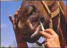 Que signifie le fait qu'un vermifuge soit rmanent quatre semaines ?