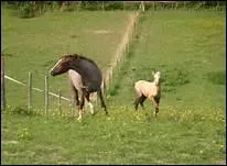 Si une jument est brhaigne, que convient-il de faire ?