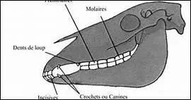 Qu'est-ce que les dents de loup ?