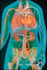 Existera-t-il des organes de rechange ?
