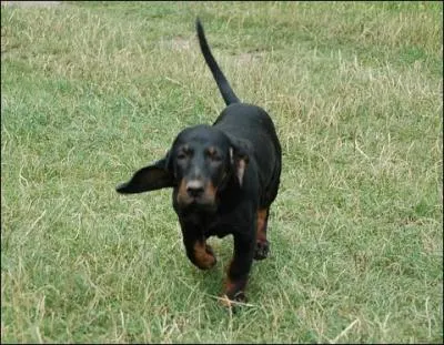 Ce chien est un ... ?