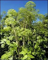 Quelle est cette plante presque exclusivement cultive dans la rgion de Niort (Deux-Svres ) ?