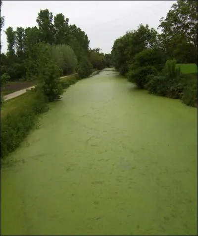 Quelle est cette plante qui envahit tous les ans les canaux du marais poitevin ?