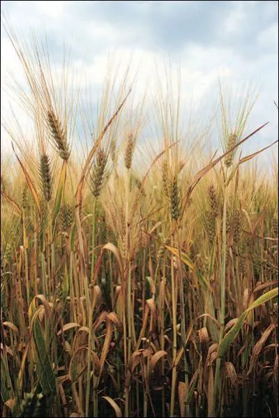 Cette photo reprsente un champ de...