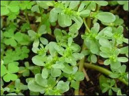 Cette photo reprsente...