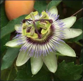 A quelle plante appartient cette fleur ?