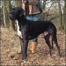 Quelle est sa race ?