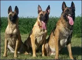 Quelle est sa race ?