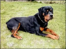 Quelle est sa race ?