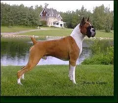 Quelle est sa race ?