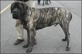 Quelle est sa race ?