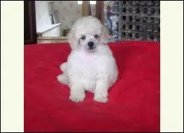 Quelle est sa race ?