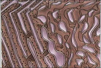 A proximit du noyau, ce rseau porte des ribosomes. Plus  l'intrieur du cytoplasme, il n'y en a pas.
