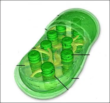 Entoure d'une double membrane, la membrane interne forme des replies vers l'intrieur. Ces replies portent des empillements de grana qui contiennent la chlorophylle.