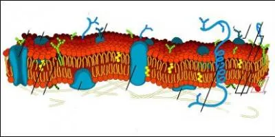 7, 5 nm d'paisseur, constitue de deux couches de glycrophospholipides et de protines membranaires enchsses dans la double couche.