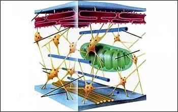 Ensemble de microtubules, de filaments et de microfilaments.
