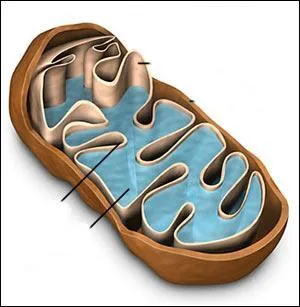 Entoure d'une double membrane, la membrane interne, tapisse de molcules d'enzymes, forme des replies vers l'intrieur.