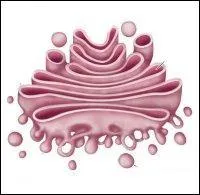 Ensemble des dictyosomes, eux-mme forms d'un empillement de saccules.