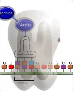 Granule arrondie fix sur le RER, constitu de deux sous-units qui se runissent au moment de la synthse des protines.
