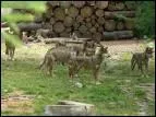 O peut-on visiter le parc Alpha, o vivent en semi-libert, des meutes de loups ?