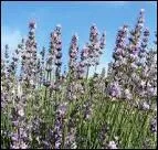 A La Tour-de-Tine c'est la lavande qui rgne. Combien de kilos de fleurs faut-il pour produire un litre d'huile essentielle de lavande ?