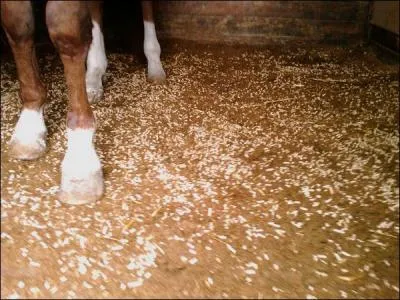 Comment entretient-on la litire du cheval ?