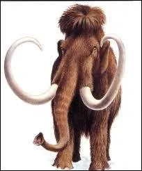 Quel animal est-ce ?