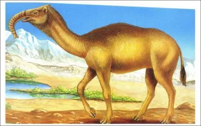 Quel animal est-ce ?