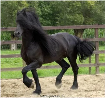 Quelle est la race de ce cheval ?