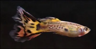 Cette photo a t prise par