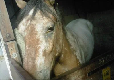 Quels sont les 3 types de logements dans lesquels vivent les chevaux et les poneys ?