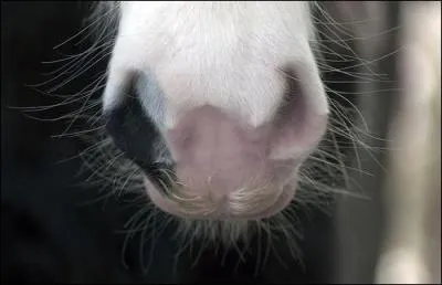 D'aprs la photo, slectionnez la bonne rponse.