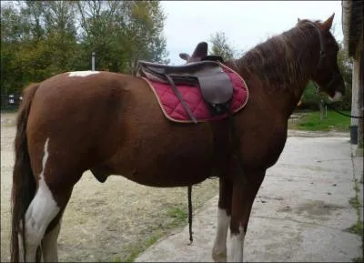 Lorsqu'on monte sur un cheval, on monte  ... .