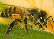 Quiz Ces insectes qui piquent