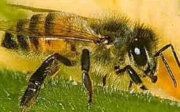 Quiz Insectes