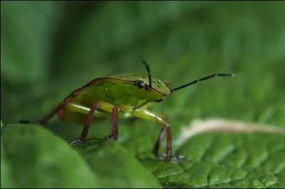 Comment s'appelle cet insecte ?